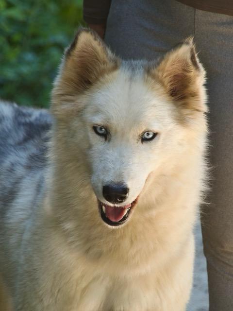 Donut, una splendida Husky Foto 6
